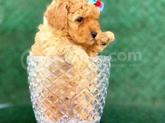 İstanbul Apricot Toy Poodle Yavrular görsel