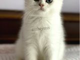 İstanbul Silver Shaded Scottish Fold Erkek Yavru