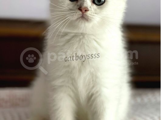 İstanbul Silver Shaded Scottish Fold Erkek Yavru