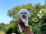 İstanbul Maltese Terrier