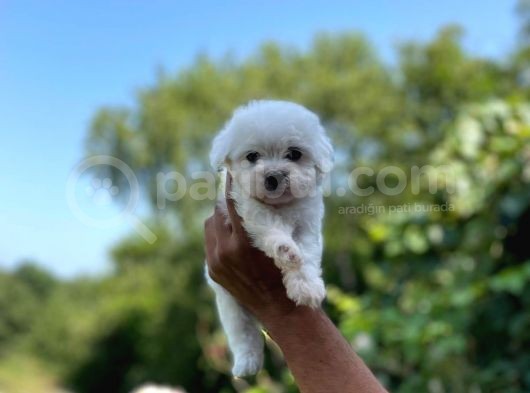 İstanbul Maltese Terrier görsel