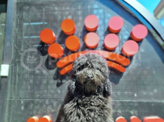 İstanbul Siyah Toy Poodle Yavrular görsel