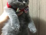 İstanbul Brittish Shorthair Yavrularımız