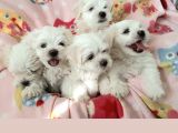 İstanbul Mini Boy Maltese Yavrular