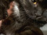 Siyah British Shorthair 1 yaşında Ankara