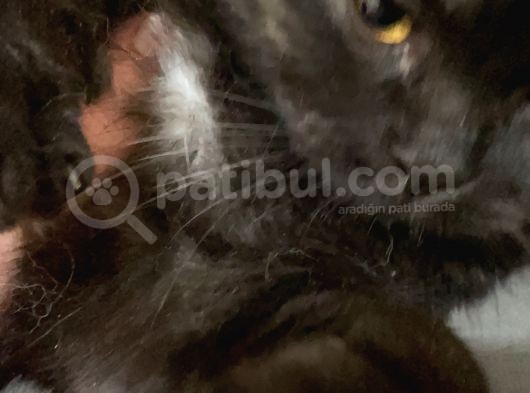 Siyah British Shorthair 1 Yaşında Ankara
