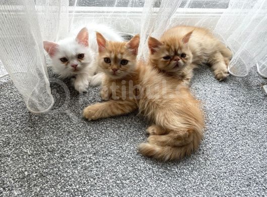 İran Kedisi İstanbul görsel