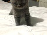 İstanbul British Shorthair Safkan Yavrular