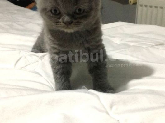 İstanbul British Shorthair Safkan Yavrular görsel