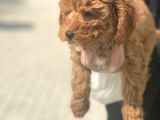 Süper Kalite Poodle Yavrularımız