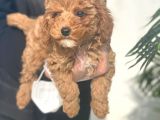 Süper Kalite Poodle Yavrularımız