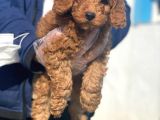 Toy Poodle Bebeklerimiz İstanbul
