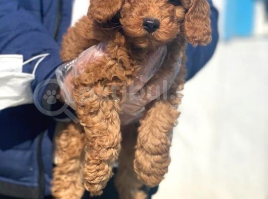 Toy Poodle Bebeklerimiz İstanbul görsel