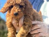 Toy Poodle Bebeklerimiz İstanbul
