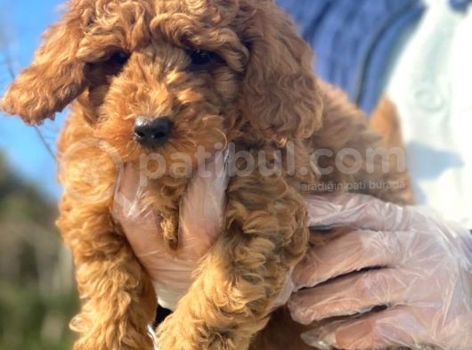 Toy Poodle Bebeklerimiz İstanbul