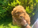 İstanbul Pasaportlu Toy Poodle