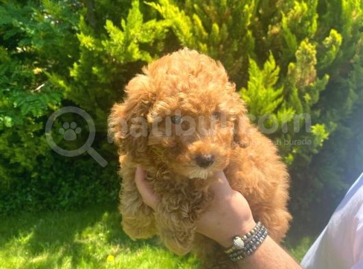 İstanbul Pasaportlu Toy Poodle görsel