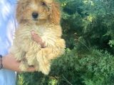 İstanbul Pasaportlu Toy Poodle