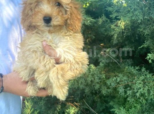 İstanbul Pasaportlu Toy Poodle