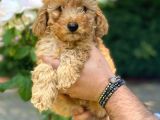 İstanbul 1. Sınıf Poodle Yavrularımız