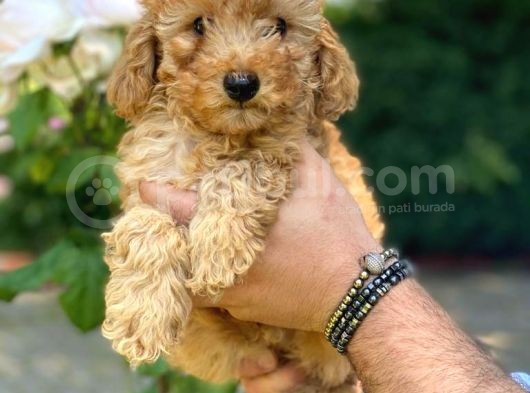 İstanbul 1. Sınıf Poodle Yavrularımız