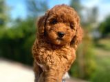 İstanbul Pasaportlu Poodle