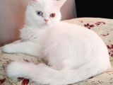 İstanbul British Shorthair Safkan Yavrular