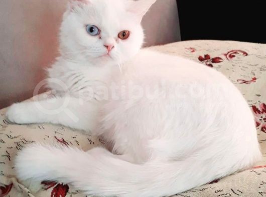 İstanbul British Shorthair Safkan Yavrular görsel