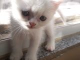 İstanbul British Shorthair Safkan Yavrular