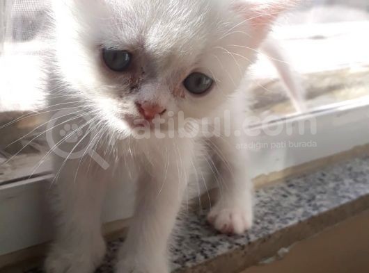İstanbul British Shorthair Safkan Yavrular görsel