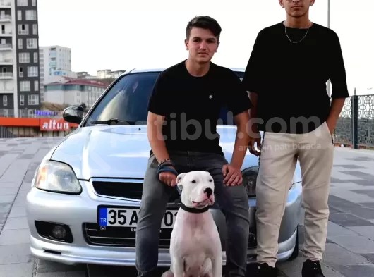 1 Yaşında Dişi Dogo İstanbul görsel