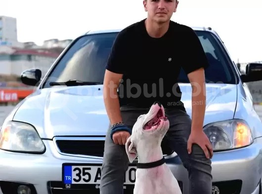 1 Yaşında Dişi Dogo İstanbul