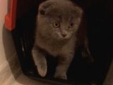 Ankara Saf Kan Yavru Dişi Scottish Fold