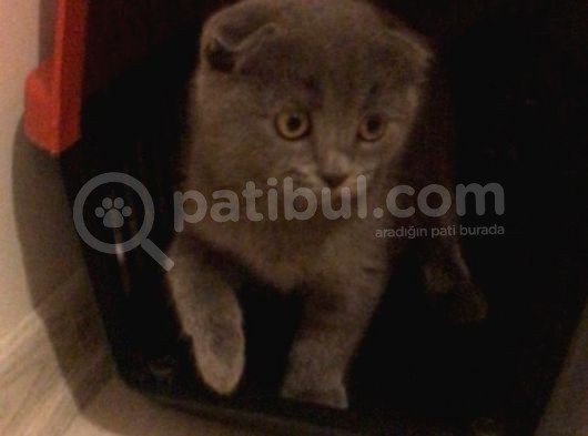 Ankara Saf Kan Yavru Dişi Scottish Fold