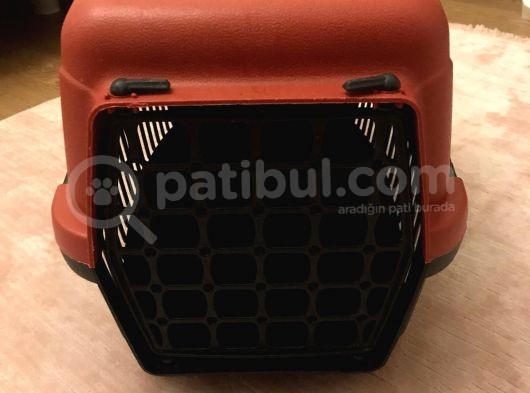 Ankara Saf Kan Yavru Dişi Scottish Fold görsel
