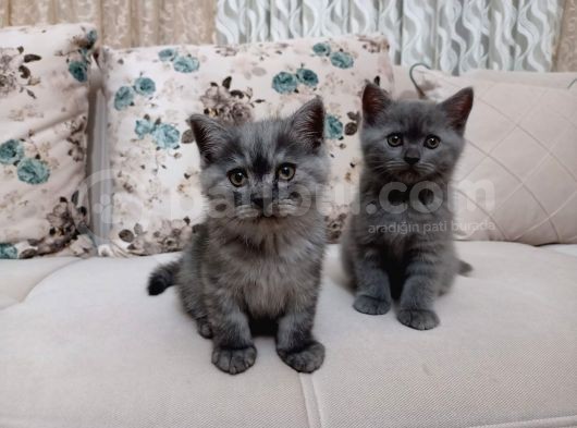 A Kali̇te Yavrularim Yeni̇ Yuvalarini Ariyor görsel