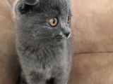 Ankara Saf Kan Yavru Dişi Scottish Fold