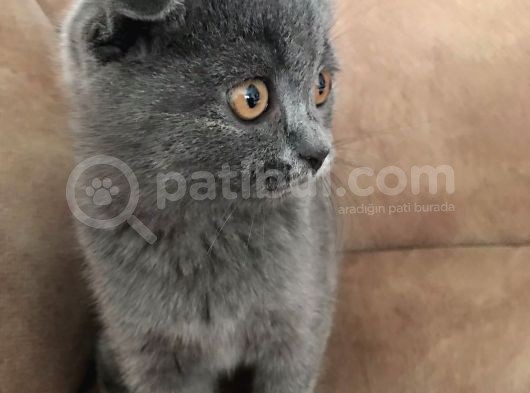 Ankara Saf Kan Yavru Dişi Scottish Fold görsel