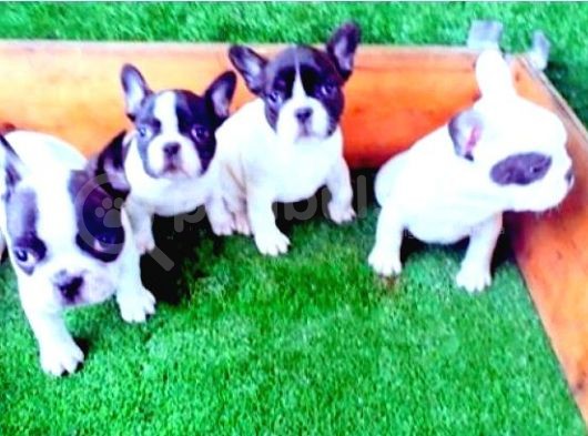 Sevi̇mli̇ French Bulldog Yavrular İzmi̇r