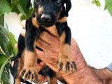 Erkek Dişi Doberman Yavrular