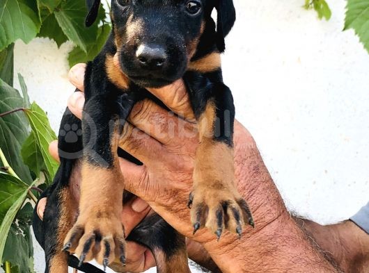Erkek Dişi Doberman Yavrular görsel