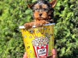 Mini Yorkshire Terrier Erkek Yavrumuz