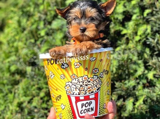 Mini Yorkshire Terrier Erkek Yavrumuz