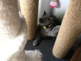 İstanbul Brittish Shorthair