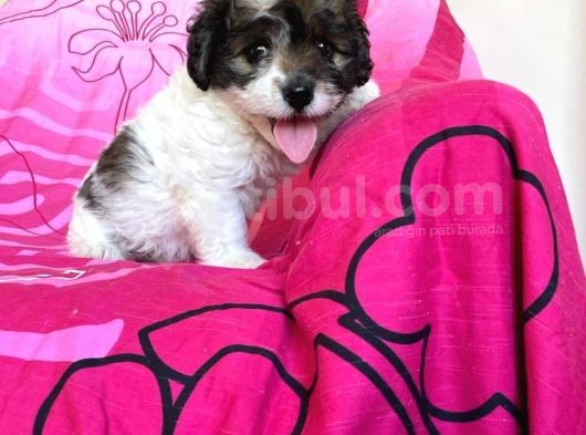 İstanbul Dişi Morkie görsel