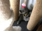 İstanbul Brittish Shorthair