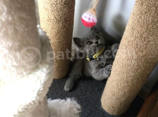 İstanbul Brittish Shorthair görsel