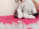 Scottish Fold Yavrumuz