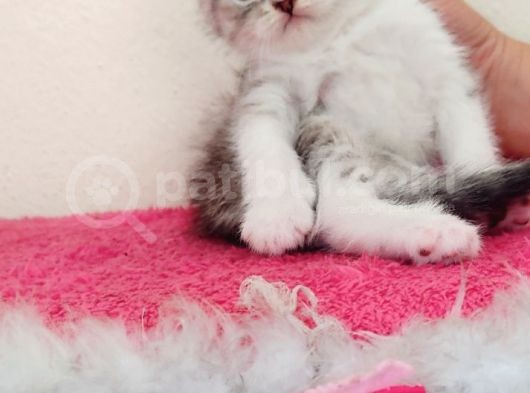 Scottish Fold Yavrumuz