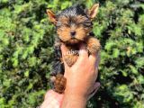 Safkan Yorkshire Terrier Erkek Yavrumuz